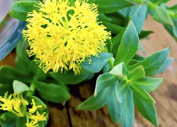 Rhodiola ingredient image