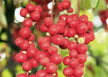 Schisandra ingredient image