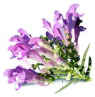 Prickly pear ingredient image